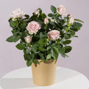 Pink Rose Plant